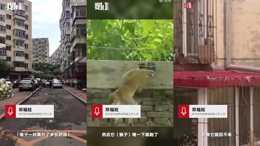 2025新澳门开奖记录和车钥匙逗猴被猴抢走与猴子车钥匙