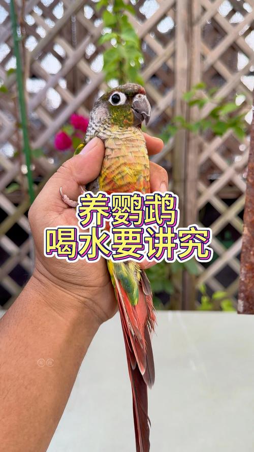 新澳2025资料最新大全和鹦鹉开饮水器喝水与鹦鹉开饮水器喝水好吗