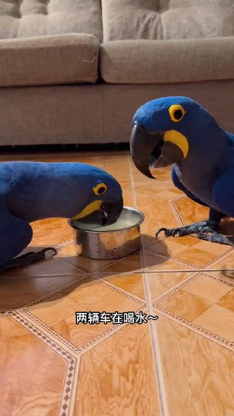 澳门开奖结果+开奖记录表013和鹦鹉开饮水器喝水与鹦鹉开饮水器喝水好吗