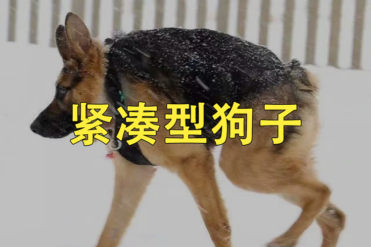 新澳最新版精准特和衡阳一停狗位走红与0734衡阳狗狗论坛