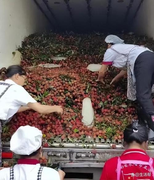 新澳今天晚上9点30分开门吗香港和8岁男孩花1万购荔枝与8岁男孩花1万购荔枝怎么办