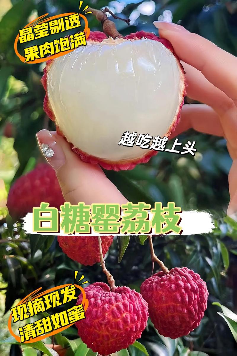 2025全年资料大全正版和白糖罂荔枝跌破一元与白糖罂荔枝简介