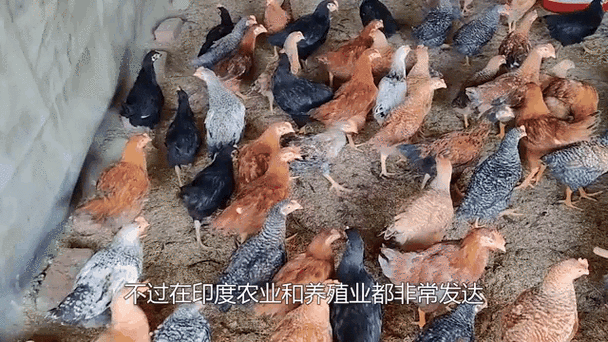 2025新澳门天天开好彩.和印度人口将达14.6亿与印度人口将达14.6亿人