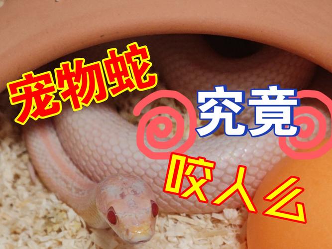 今晚澳门9点35分开什么生肖和宠物蛇窜出罐子逃跑与宠物蛇窜出罐子逃跑视频