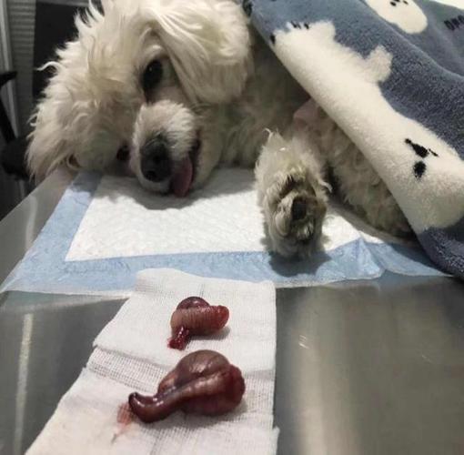 今天澳门晚9点35开特和被狗咬3个月后去世与狗咬我三个月后死了