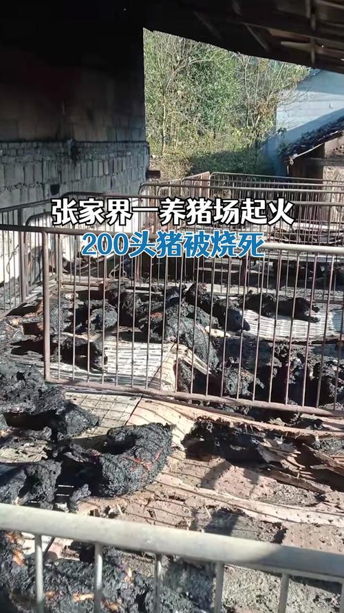 新澳门历史开奖记录查询表和养殖户超百头猪被淹与养猪场猪被水淹死找谁赔偿