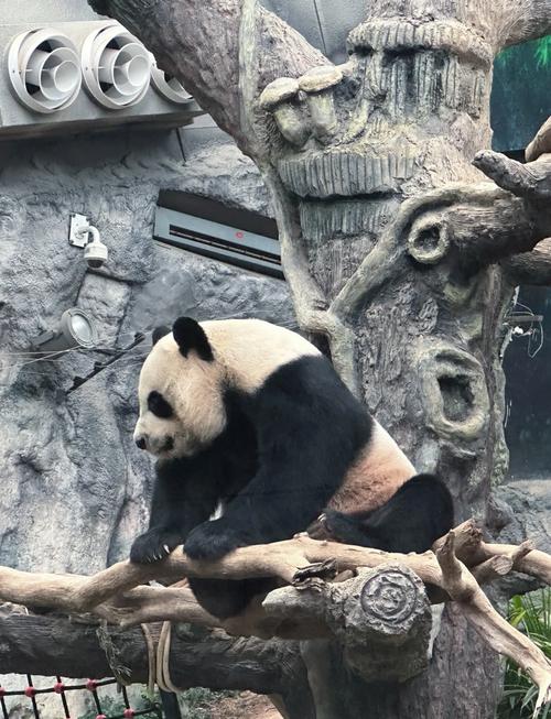 新澳门精准免费大全和日本希望再租借熊猫与日本希望再租借熊猫了吗