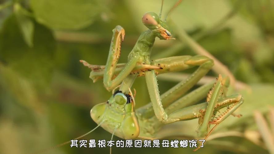 今晚澳门9点35分开奖实用性解读和误杀邻居宠物螳螂与误杀邻居宠物螳螂视频